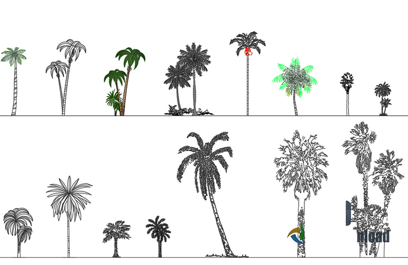 دانلود فایل طراحی اتوکد بلوک نخل | Palms CAD Blocks DWG Download